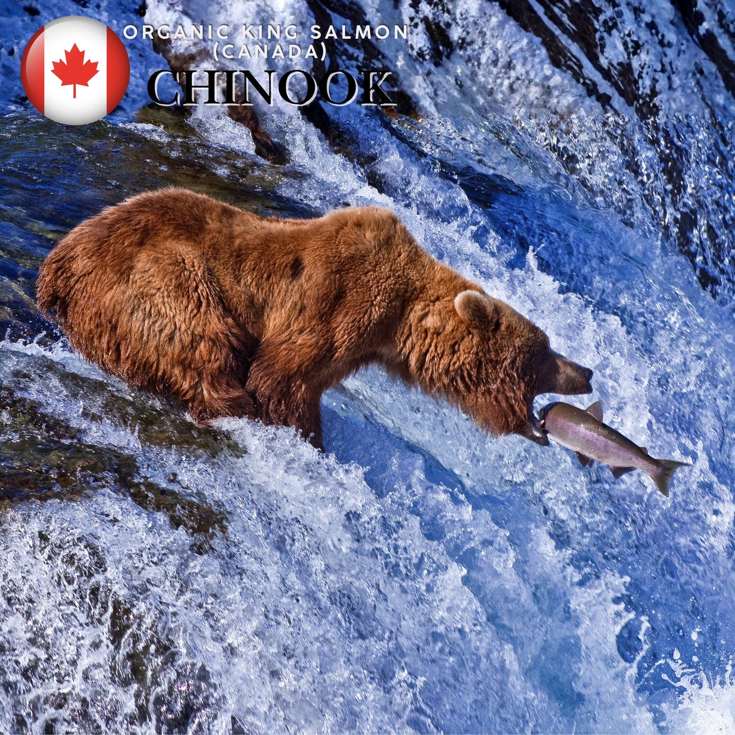 Organic Canadian Chinook/King Salmon Half Side (500g) (Frozen)