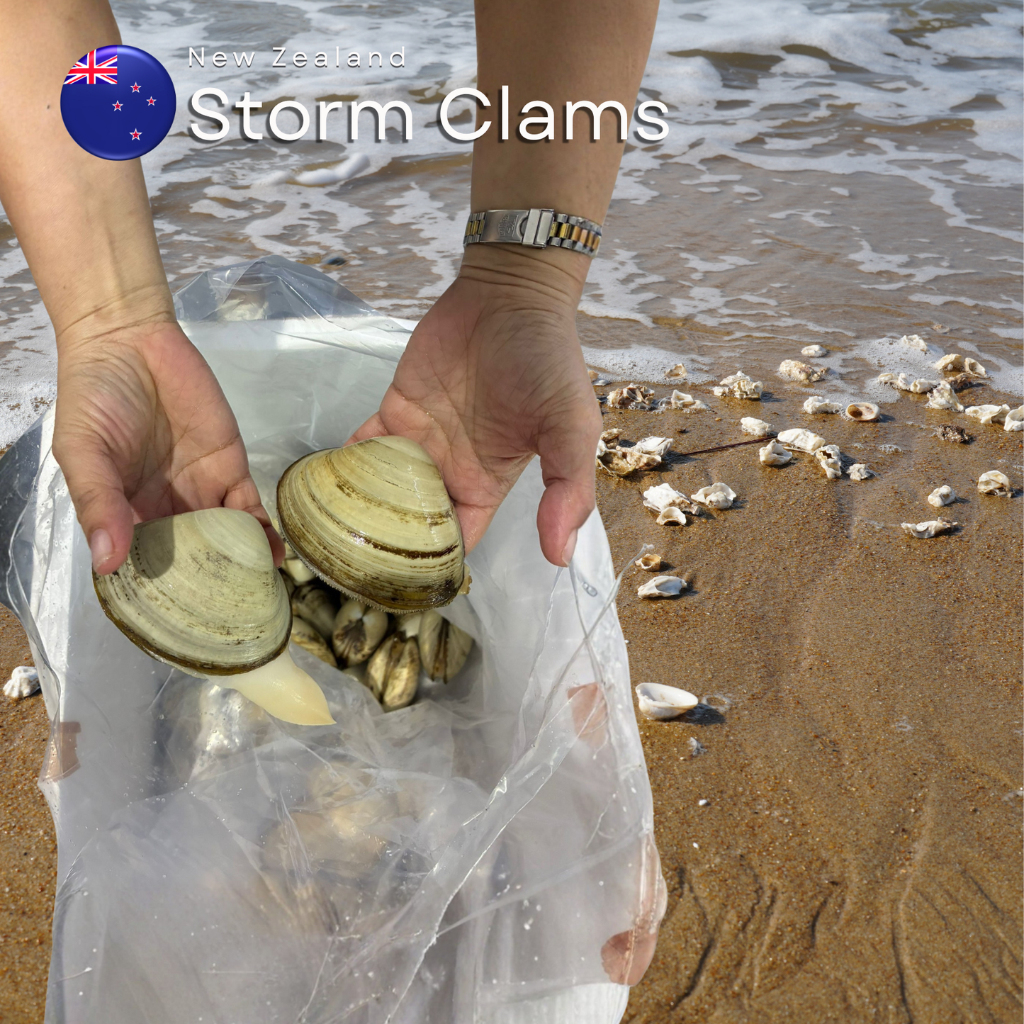 New Zealand Storm Clams | Freshly Flown-In Premium Seafood