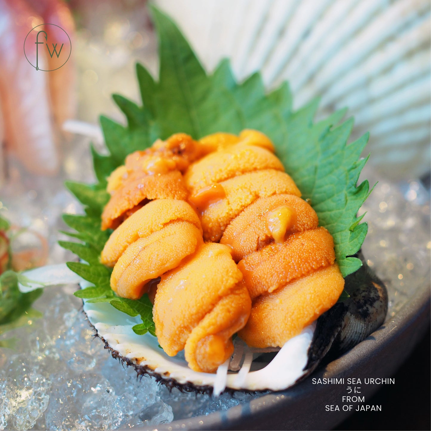 Bafun Sea Urchin (うに)(100g)