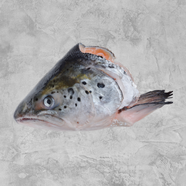 A single frozen New Zealand king salmon head displayed on a textured grey background.