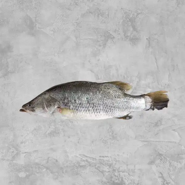 Fresh whole barramundi on a light background.