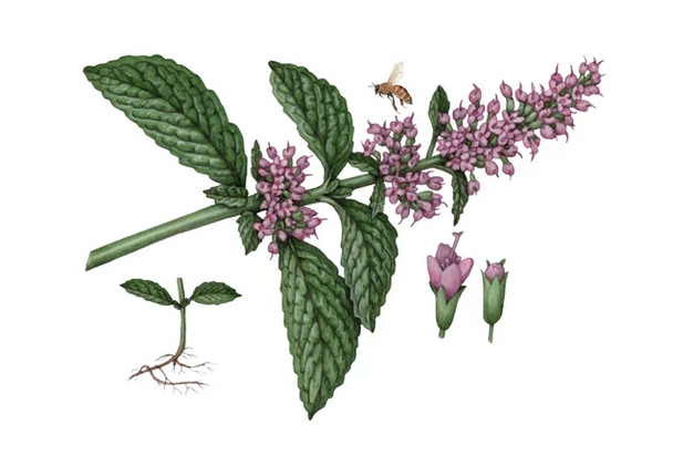 All Natural Glass Cleaner - Koala Eco - Australian Made