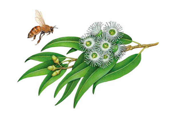 Laundry Delicate Wash 500ml - Koala Eco - Rosalina & Peppermint