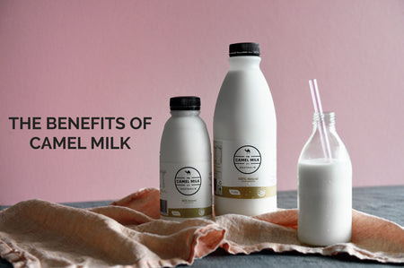 The Benefits of Drinking Camel Milk