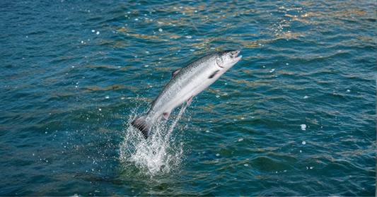 The Beauty of the Whole Fish