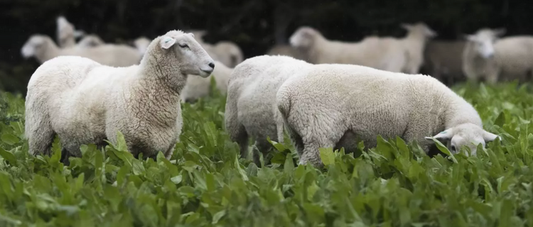 Premium NZ Lamb