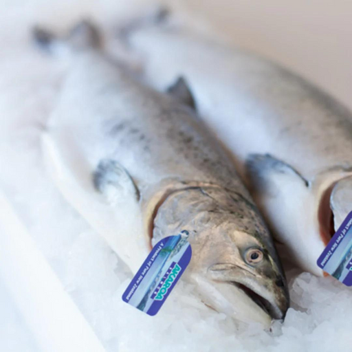 **FROZEN FROM FRESH** Whole Salmon (+/- 2-3kg) Akaroa NZ King Salmon