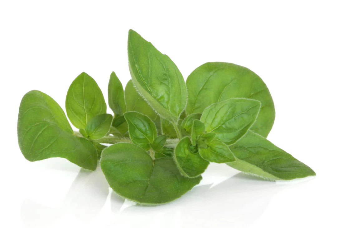 Fresh Marjoram - 50gm (bunch)