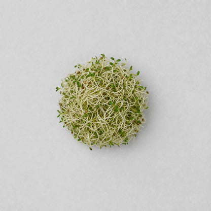 Alfalfa Sprouts, Singapore Grown (125g)