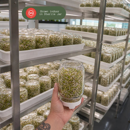 Alfalfa Sprouts, Singapore Grown (125g)