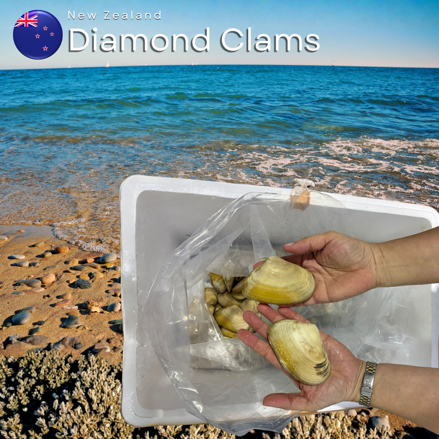 New Zealand Diamond Clams | Freshly Flown-In Premium Seafood