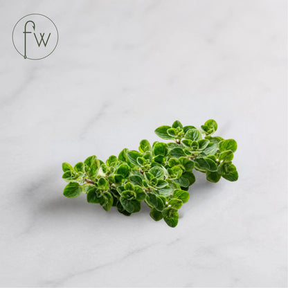 Fresh Oregano (50g, Bunch)