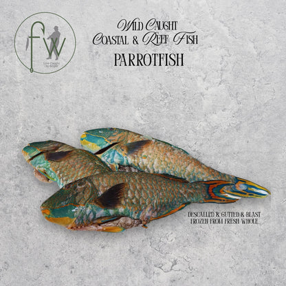 Two parrotfish on a gray surface with branding and text.