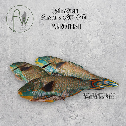 Two parrotfish on a gray surface with branding and text.