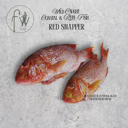 Wild Line Caught Red Snapper (Individually Quick Frozen)