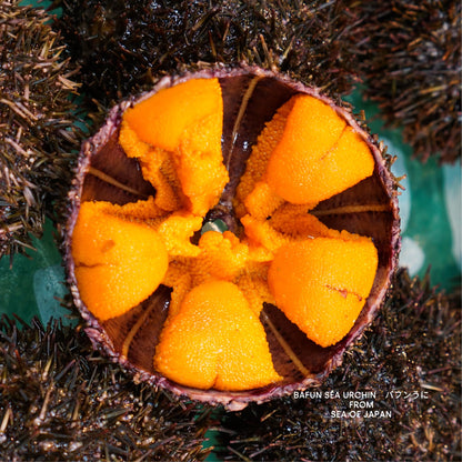 Bafun Sea Urchin (うに）100g