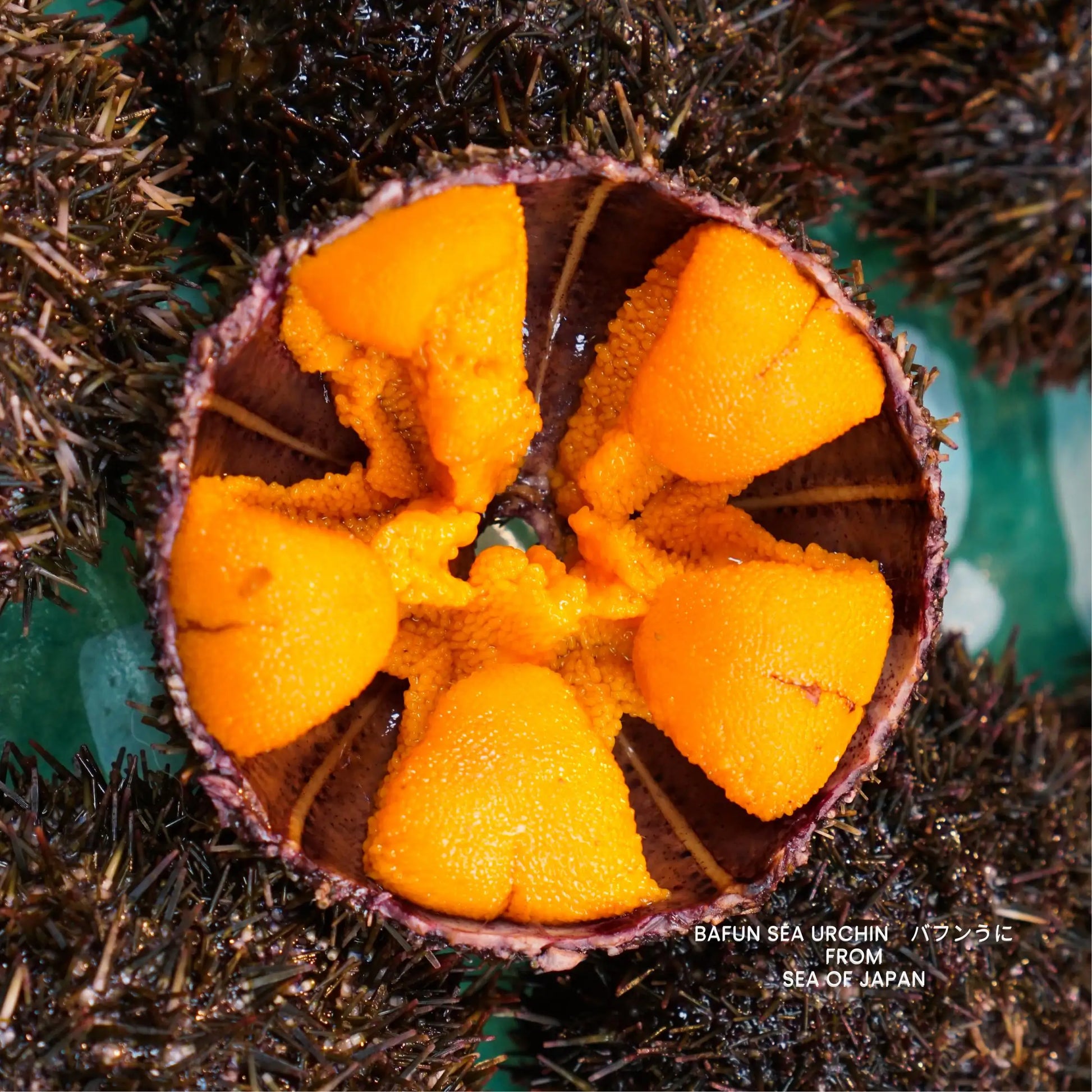 Close-up of a sea urchin with bright orange spines on a dark background