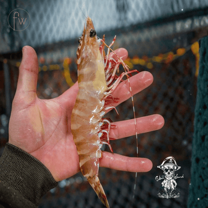 Skull Island Prawns - Snap Frozen