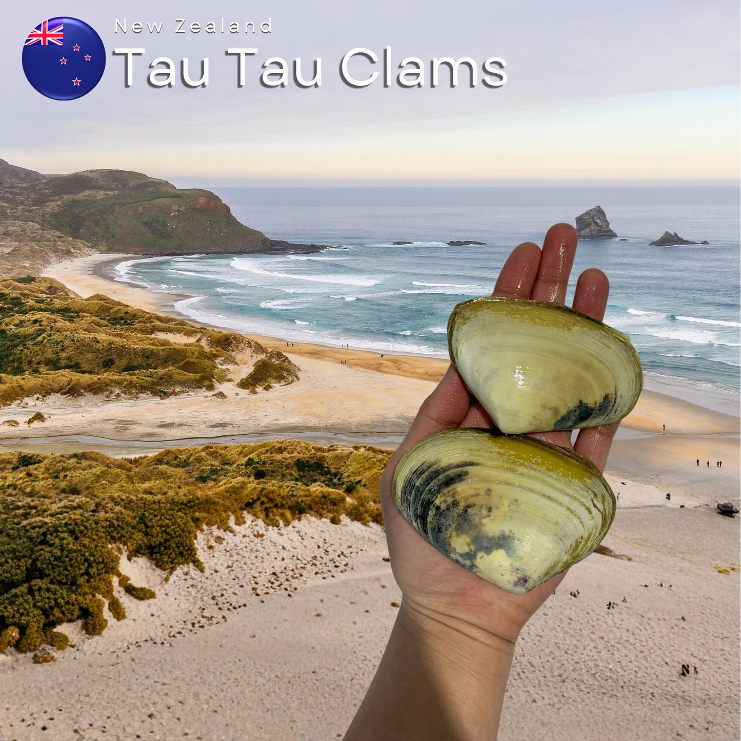 Tua Tua Clams from New Zealand – Premium Wild-Harvested Shellfish