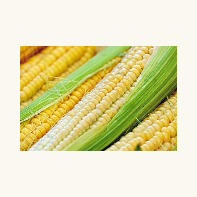 Fresh Australian Corn