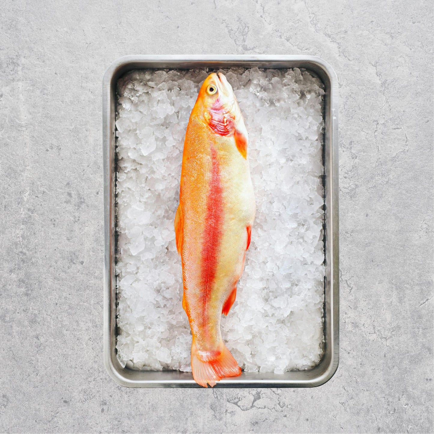 Wild Caught Norwegian Fresh Trout Fillet (IQFrozen) - +/- 200gm