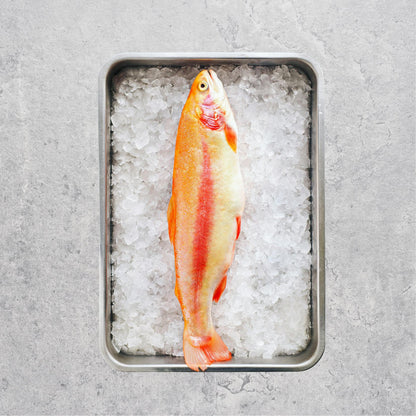 Wild Caught Norwegian Fresh Trout Fillet (IQFrozen) - +/- 200gm
