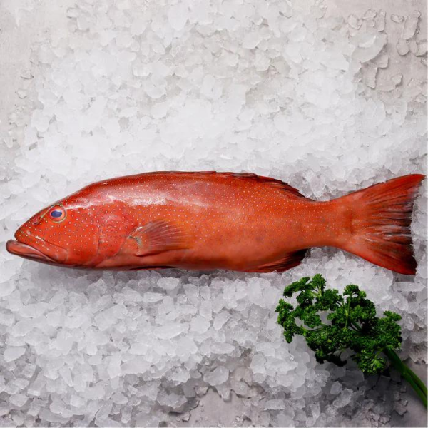 Fresh Wild Caught Coral Trout Whole Qld (600-700gm) - Gilled, Gutted & Scaled