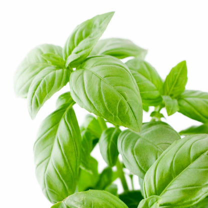 Fresh Basil - 50gm (bunch)