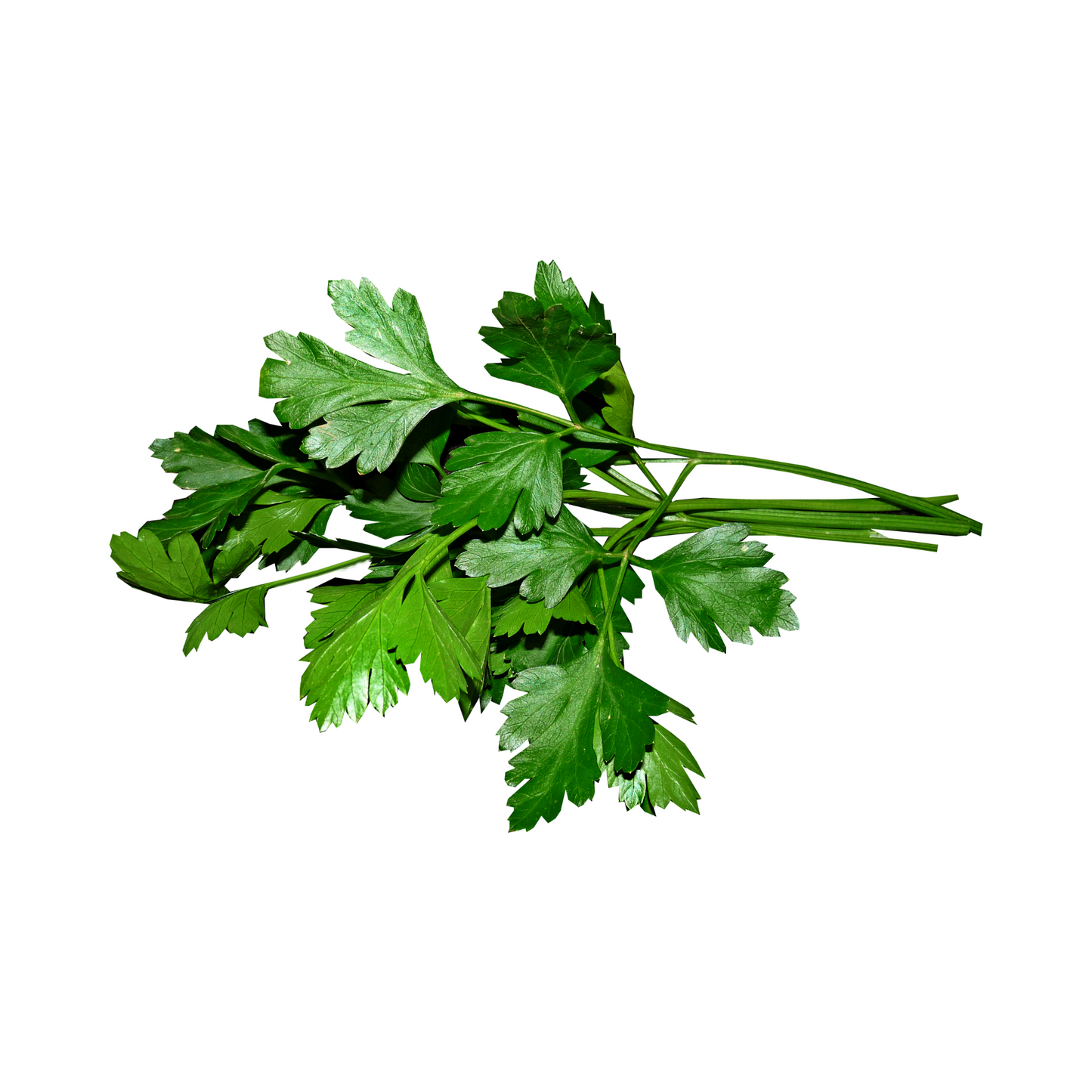 Fresh Australian Continental Parsley (Bunch)