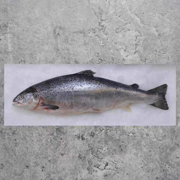 Whole Salmon (+/- 5-6kg) NZ King Salmon - (Deposit Only)