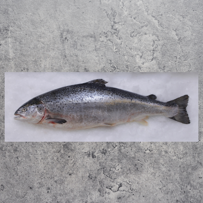 Whole Salmon (+/- 5-6kg) NZ King Salmon - (Deposit Only)