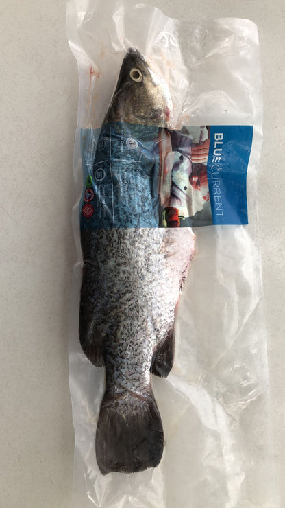 Fresh Whole Barramundi (+/- 600g - 700g) - BluCurrent (2 days notice)