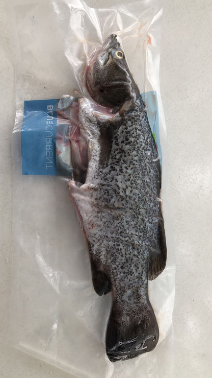 Fresh Whole Barramundi (+/- 600g - 700g) - BluCurrent (2 days notice)