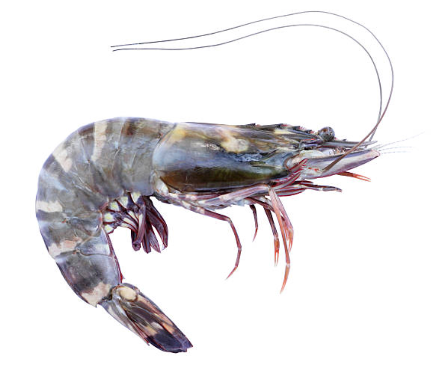 Australian Tiger Prawns (Raw) - Noosa Seafood Market - FROZEN - The Fishwives Singapore