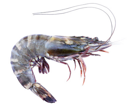 Australian Tiger Prawns (Raw) - Noosa Seafood Market - FROZEN - The Fishwives Singapore